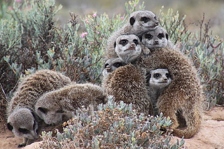 nature, shrub, animal, cute thumbnail