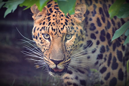 leopard near plant thumbnail