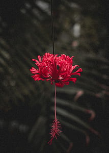 selective focus photography of red petaled flower thumbnail