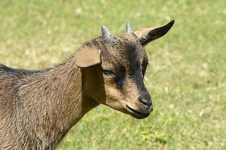 shallow focus photography of brown goat thumbnail
