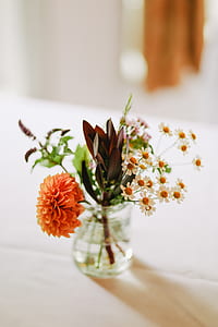 orange dahlia flower on table thumbnail