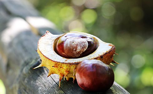 photo of round yellow spike fruit with seeds thumbnail
