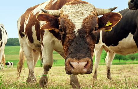 brown and white cattle beside black and white cattle at daytime thumbnail