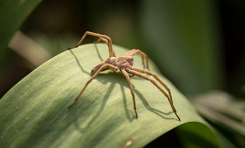 nature, animal, leaf, blur thumbnail