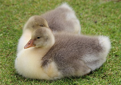 two grey ducklings thumbnail