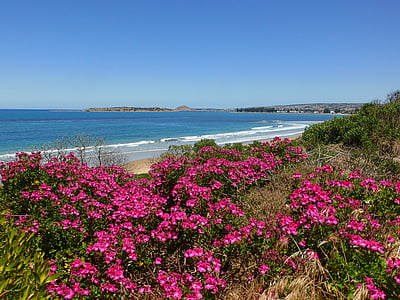 pink petaled flowers near ocean at daytime thumbnail