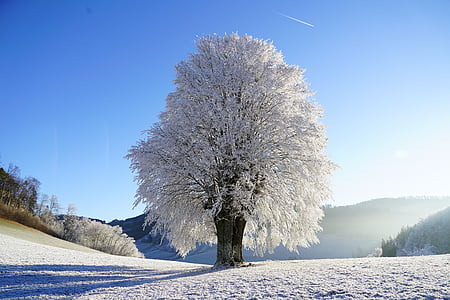 white Cherry Blossom under clear blue sky thumbnail
