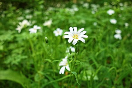 selective focus photo of petaled flowers in bloom thumbnail