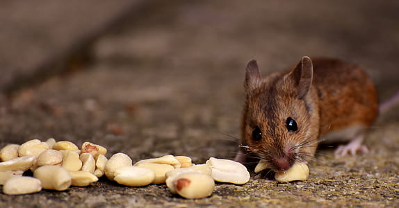brown and black mouse thumbnail