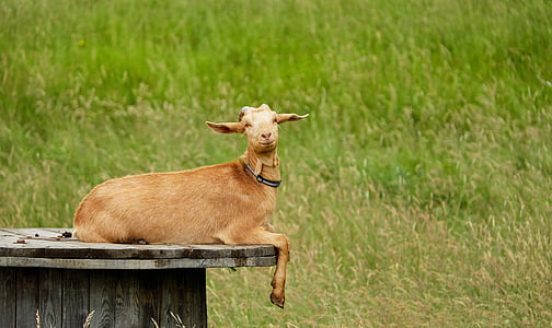 brown goat photography during daytime thumbnail
