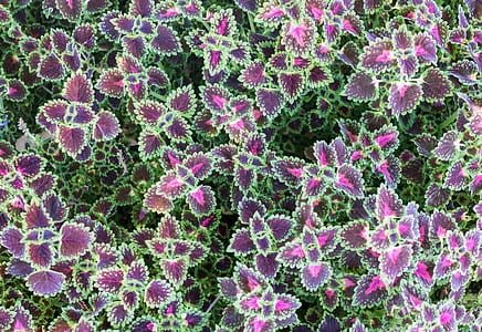 purple-and-green leafed plants thumbnail