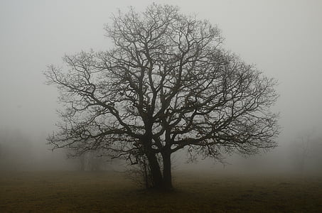 leafless tree covered with smoke thumbnail