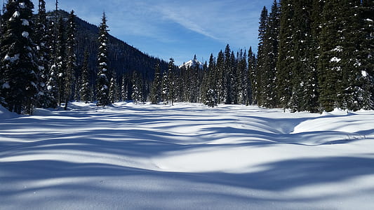 snow cover trees during daytime thumbnail