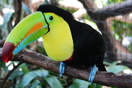 black and yellow bird thumbnail