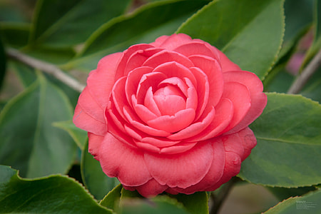 pink petaled flower thumbnail