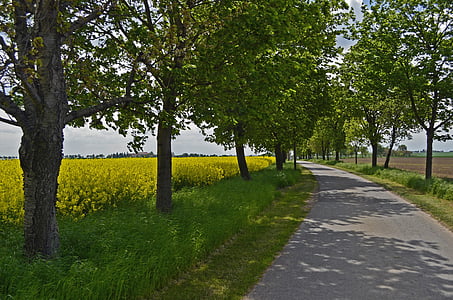 road between trees thumbnail