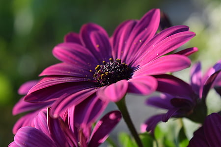 macro shot of purple osteospermum flowers in bloom thumbnail