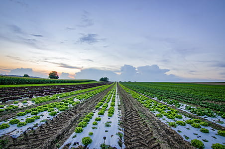 Lettuce Field Near Cornfield thumbnail