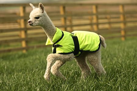 alpaca wearing green suit thumbnail
