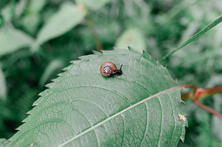 Snail on leaf thumbnail