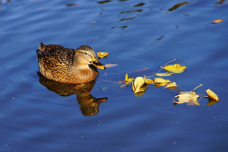 Close-up of Duck Swimming in Lake thumbnail