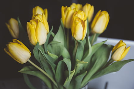 yellow tulips bouquet thumbnail