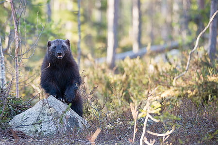 selective focus photography of black bear stands near grey rock thumbnail