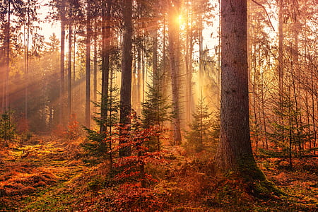 sunlight and forest during autumn thumbnail