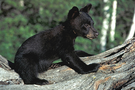 black grizzly bear cub on top of tree thumbnail