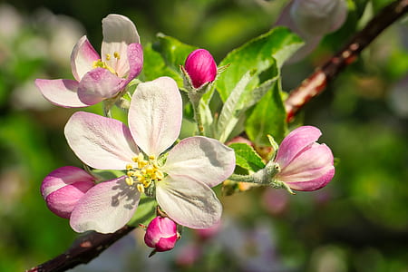 white and pink petaled flowers thumbnail