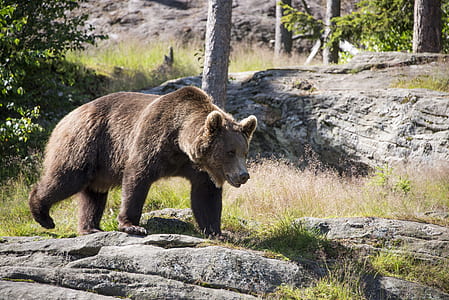 brown bear on grassy field at daytime thumbnail