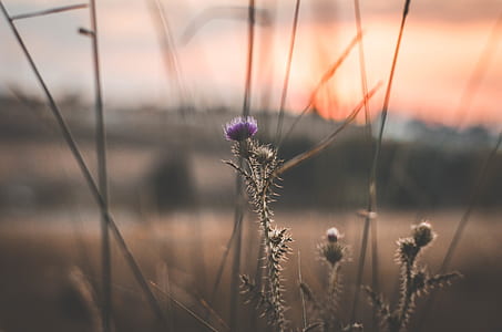 purple thistle flowers thumbnail