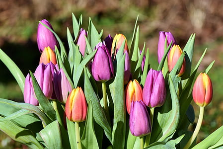 purple and yellow tulip flowers thumbnail