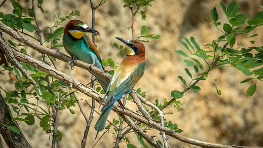 two green-and-brown birds perched on a tree branch thumbnail