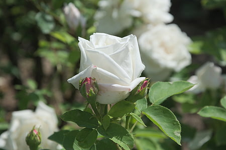 white rose thumbnail