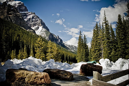 pine trees near mountains thumbnail