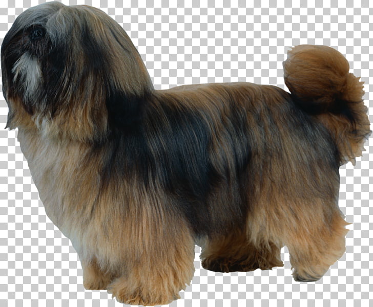 Tibetan Terrier Havanese Dog Lhasa Apso Little Lion Dog Shih Tzu