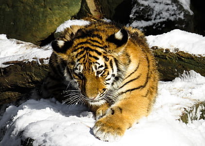 wildlife photography of brown and white tiger thumbnail