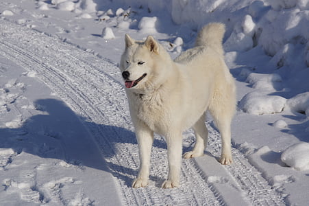 adult white Siberian husky standing on snow thumbnail
