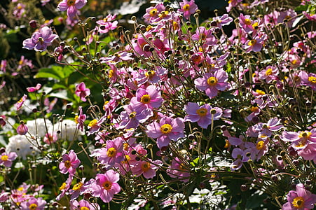 shallow focus photo of purple-and-yellow flowers thumbnail