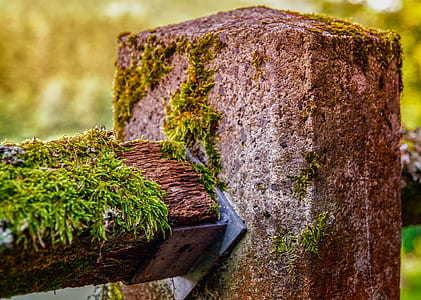 brown wooden fence covered of mossy during daytime shallow focus photography thumbnail