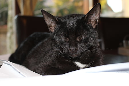 black cat sleeping on white sheet thumbnail