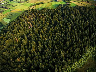 aerial view of green trees during daytime thumbnail