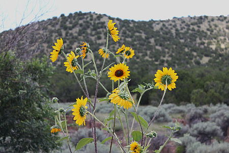 yellow Daisy flowers thumbnail