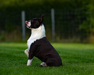 selective focus photo of black and white American pit bull terrier on grass field thumbnail
