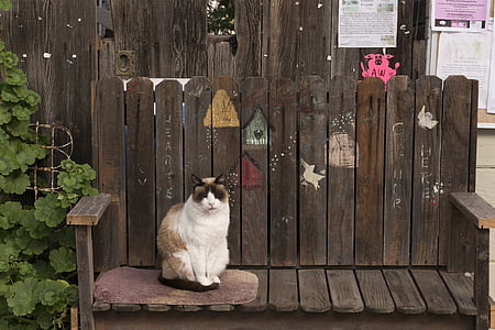 photo of white cat on bench thumbnail