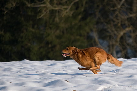 golden retriever running on snowfield thumbnail