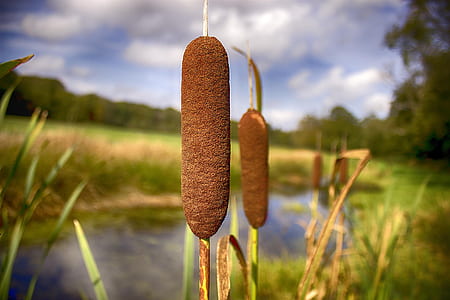 brown plant in shallow focus shot thumbnail