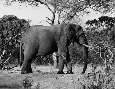 grayscale photo of elephant thumbnail