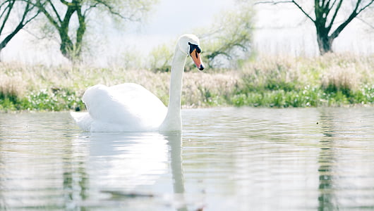 white swan at water thumbnail